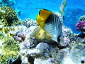   Threadfin butterflyfish.depth 135m butterflyfishdepth butterflyfish depth 1-35m 35m  